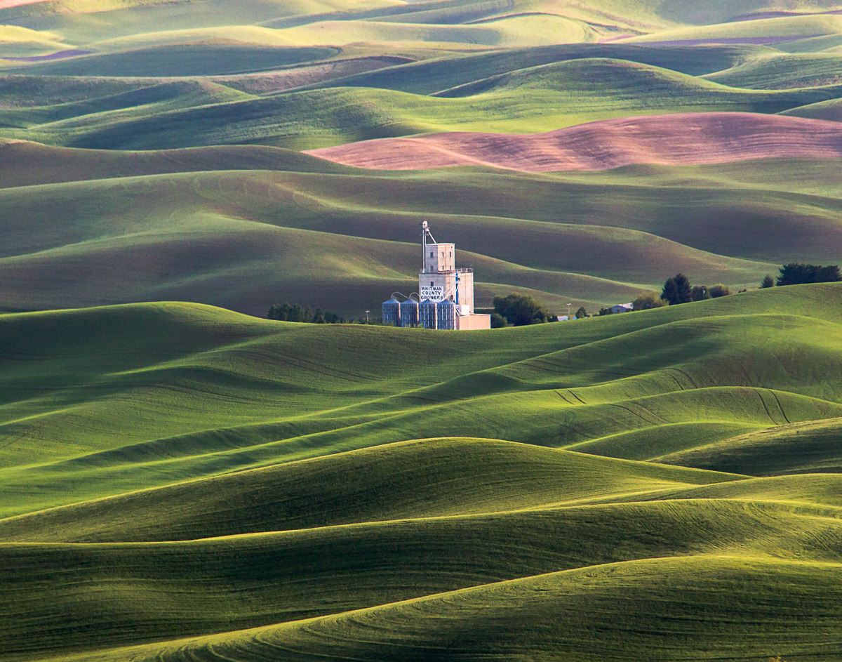 Nancy Fezell - Palouse View from Steptoe Butte
